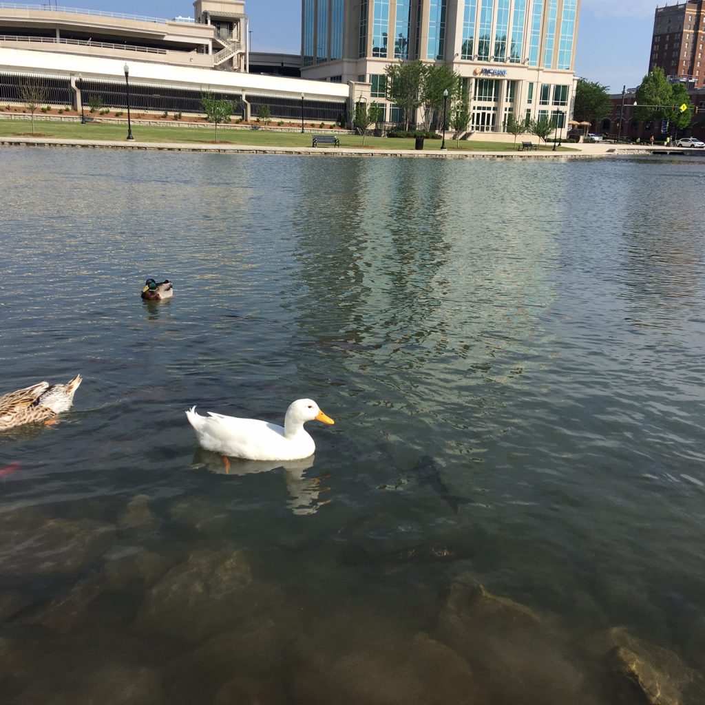The ducks are enjoying the clean, crisp water of Big Spring Park West