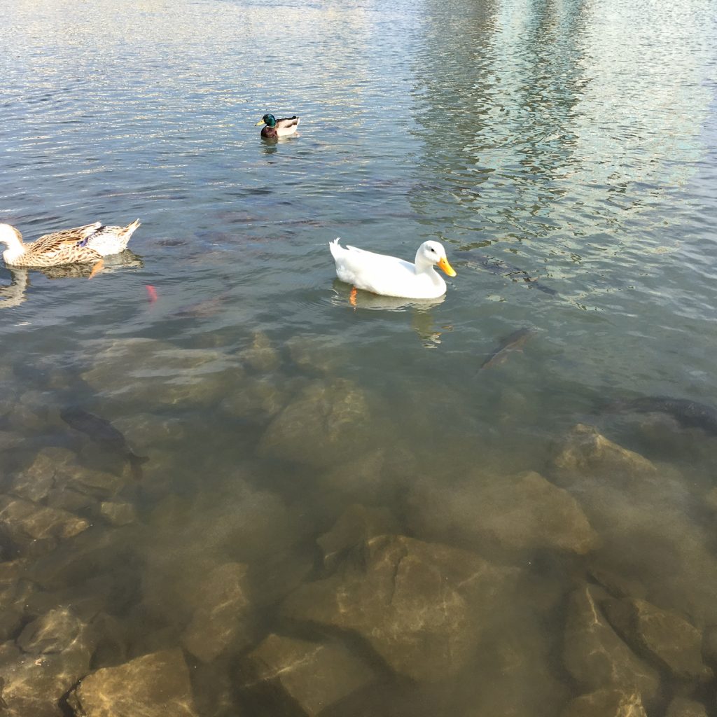 Ducks of Big Spring Park