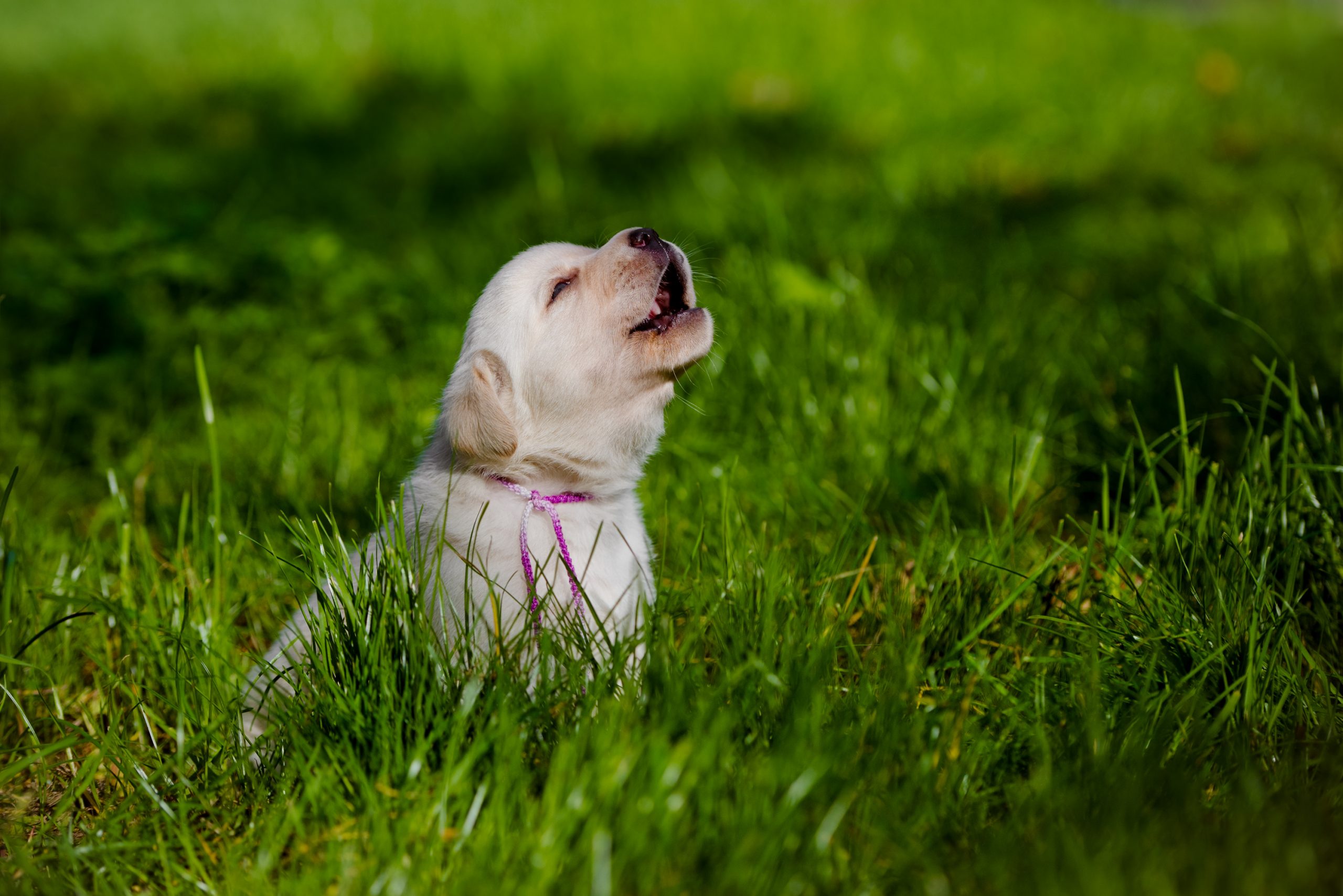 Got barking dog woes? How to stop the noise in Huntsville - City of Huntsville Blog