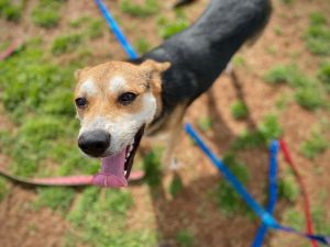 A mixed-breed dog takes a play break at Huntsville Animal Services.