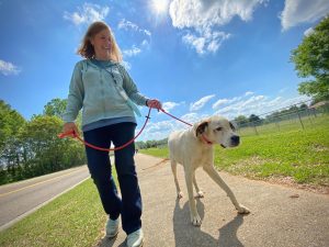 A woman seen at left holds a leash as she walks a mixed-breed dog on a sunny day