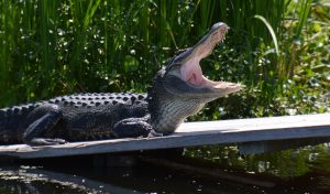 An alligator lays on a board with its jaws wide open. There is water and a variety of plant species in the background