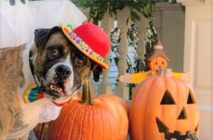 A big dog wears a red hat next to some pumpkins.