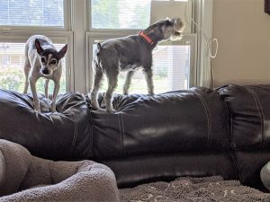Two dogs stand on the back of a sofa. One of them is barking.
