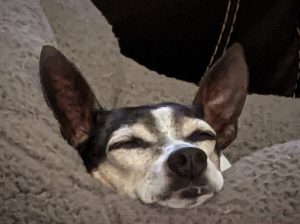A rat terrier mix takes a nap on a gray blanket.