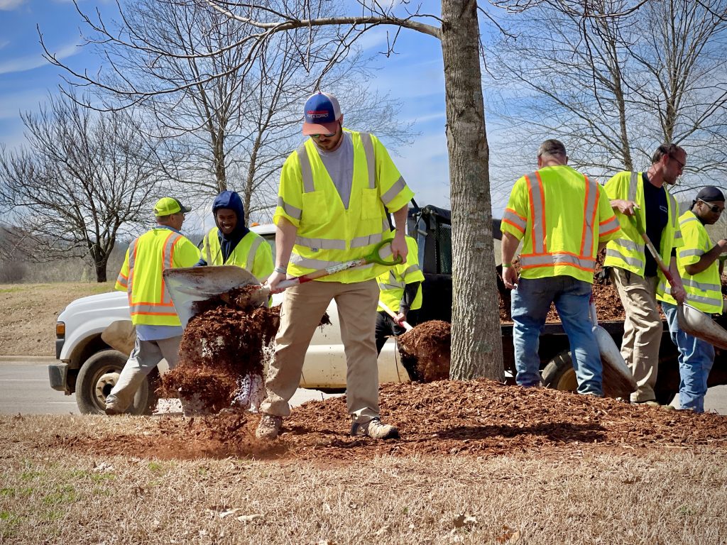 A team of landscape workers spread mulch around a tree in a city park