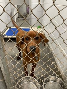 A brown dog looks out of a kennel at Huntsville Animal Services. He has sad eyes.