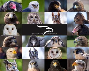 A photo collage of different species of raptors found at the Southeastern Raptor Center.