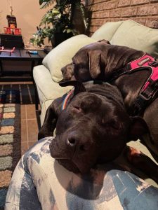 Two large dogs lay together on a couch. One is gray and the other is black.
