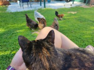 A woman sits with a cat in her lap. You cannot see the woman's face or the cat's face. In the background, hens peck for food on the ground.