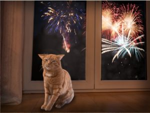 Unhappy tabby cat in front of window with fireworks visible outside.