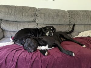 Two dogs laying on a couch