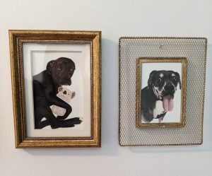 Deux tableaux encadrés de chiens noirs