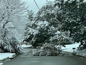 A large limb lays across a power line in winter.