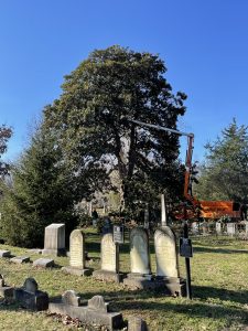 A crew trims a tree in a Huntsville cemetery.