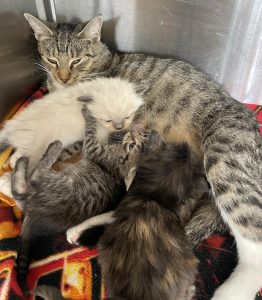 A mother tabby cat nurses her two kittens and another orphan kitten.