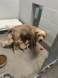 A fawn mother dog stands while she nurses several puppies.
