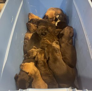 16 puppies in a plastic bin