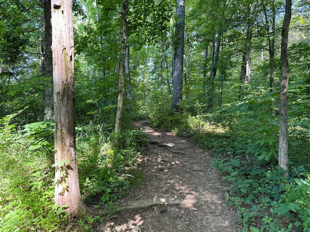 A trail at Wade Mountain Greenway in North Huntsville.