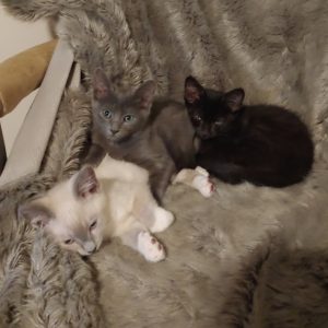 Three kittens lay on a gray blanket at Beth Partain's home.