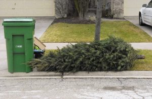 A barren Christmas tree lays on the curb of the road next to a garbage can.