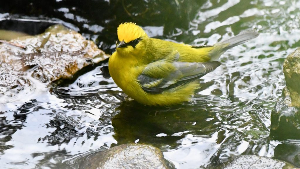 yellow warbler bird standing in shallow water