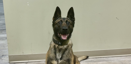 Image for Meet Dexter, North Alabama?s four-legged crime fighter