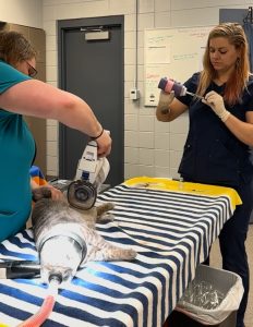 Photo of two Huntsville Animal Services veterinary staff performing surgery on cat