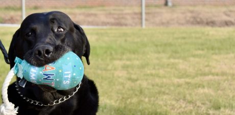 Image for Happy Tails, Boomer: HPD honors a job well done