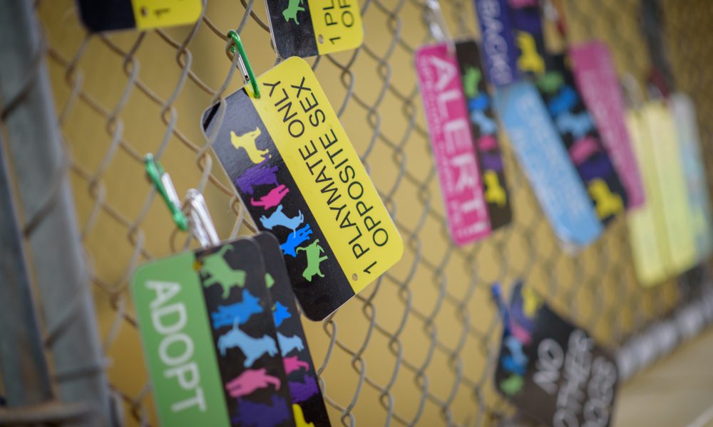 Giving shelter pets the best possible care and a second chance